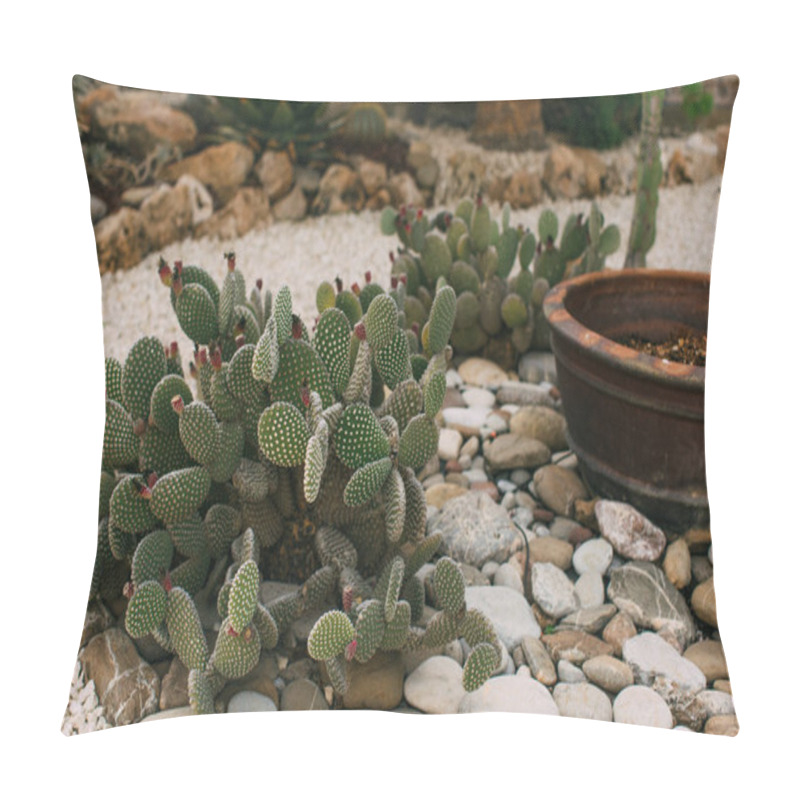 Personality  Blossoming Prickly Pear With Spikes Near Stones  Pillow Covers