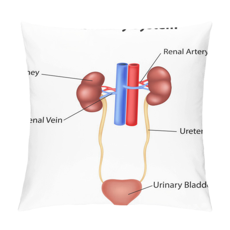 Personality  Illustration Of Urinary System Anatomy Pillow Covers