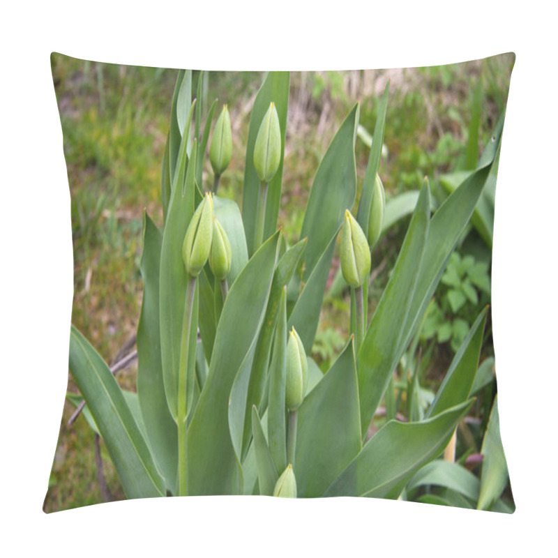 Personality  Large Green Tulip Buds Spring In The Garden Pillow Covers