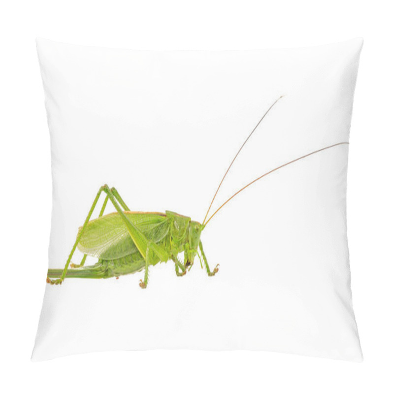 Personality  Green Grasshopper On A White Background Pillow Covers