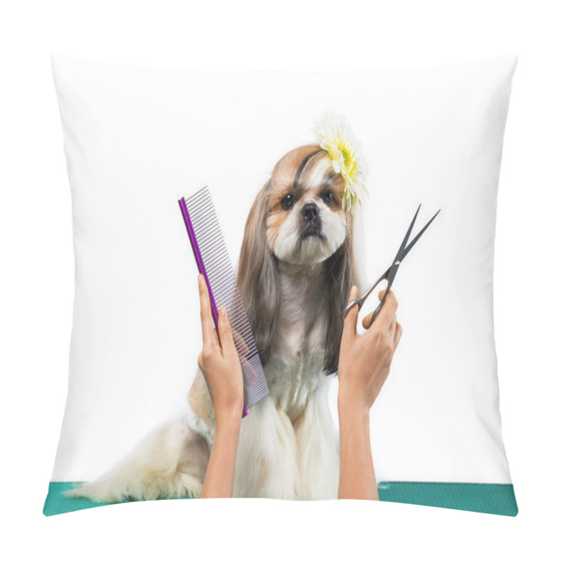 Personality  Beautiful Shih-tzu Dog At The Groomer's Hands With Comb. Pillow Covers