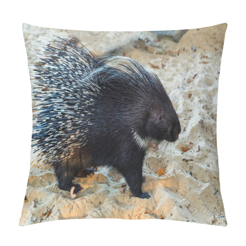 Personality  Indian Crested Porcupine Or Hystrix Indica On Sand Pillow Covers