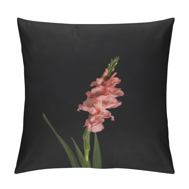 Personality  Beautiful Tender Pink Gladiolus With Buds And Green Leaves Isolated On Black Pillow Covers