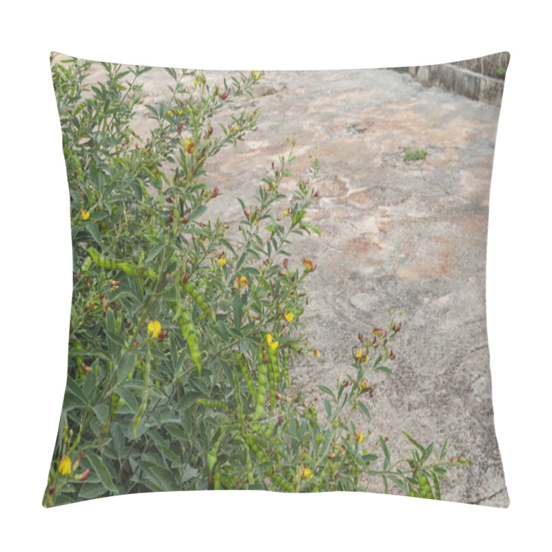 Personality  Pointing Outwards Are Leafy Blooming Stems Of Green Pigeon Peas Plant, Having Pods Of Peas And Many Small Blossoms Of Yellow And Pink. Cajanus Cajan Is The Botanical Name For This Plant, And Is Also Known As Names Gunga, Gungo, Kardis, Gandule Bean. Pillow Covers