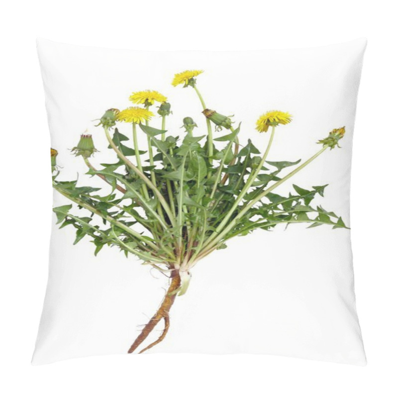 Personality  Dandelion Plant With Yellow Flowers Pillow Covers