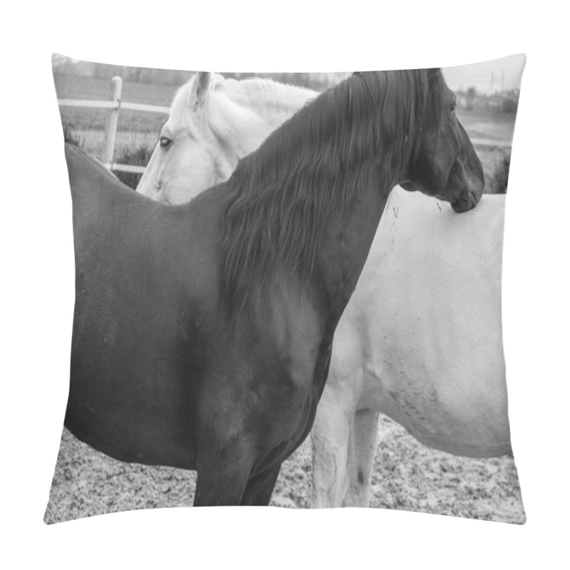 Personality  Two Horses, One White And One Black, Playing, Eating And Having Fun Together. Horses Of Different Colors In The Wild. Pillow Covers