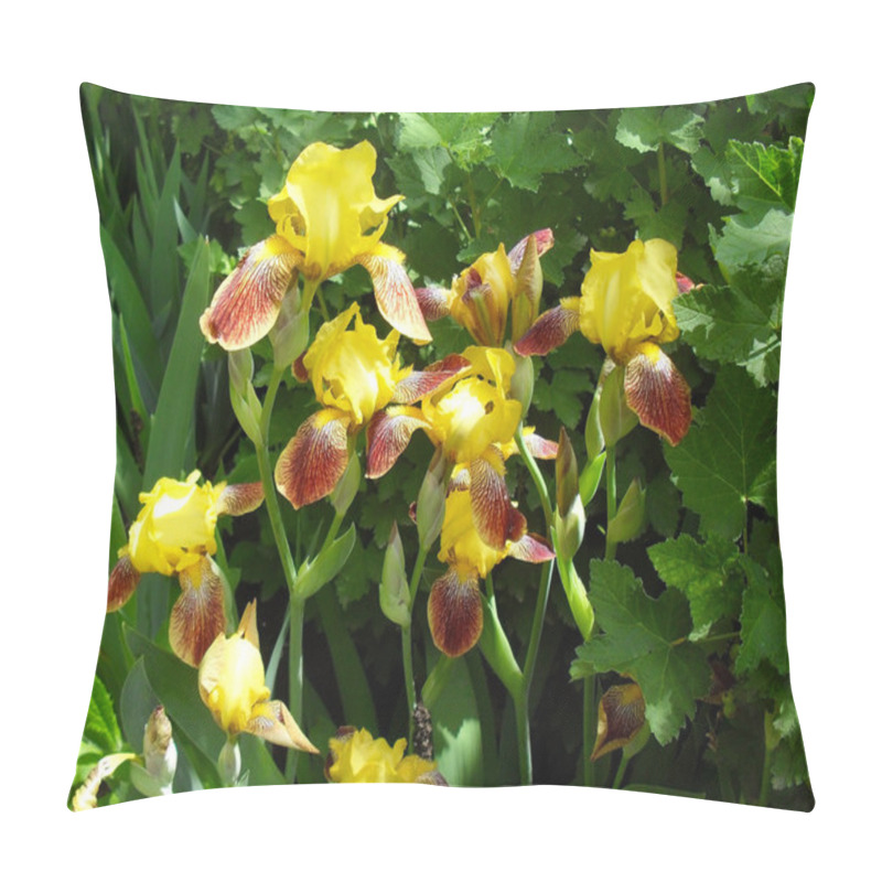 Personality  Yellow Bearded Irises In A Garden Close Up. Pillow Covers