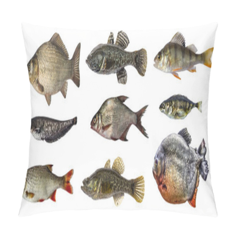 Personality  Isolated Fish Collection Set Pillow Covers