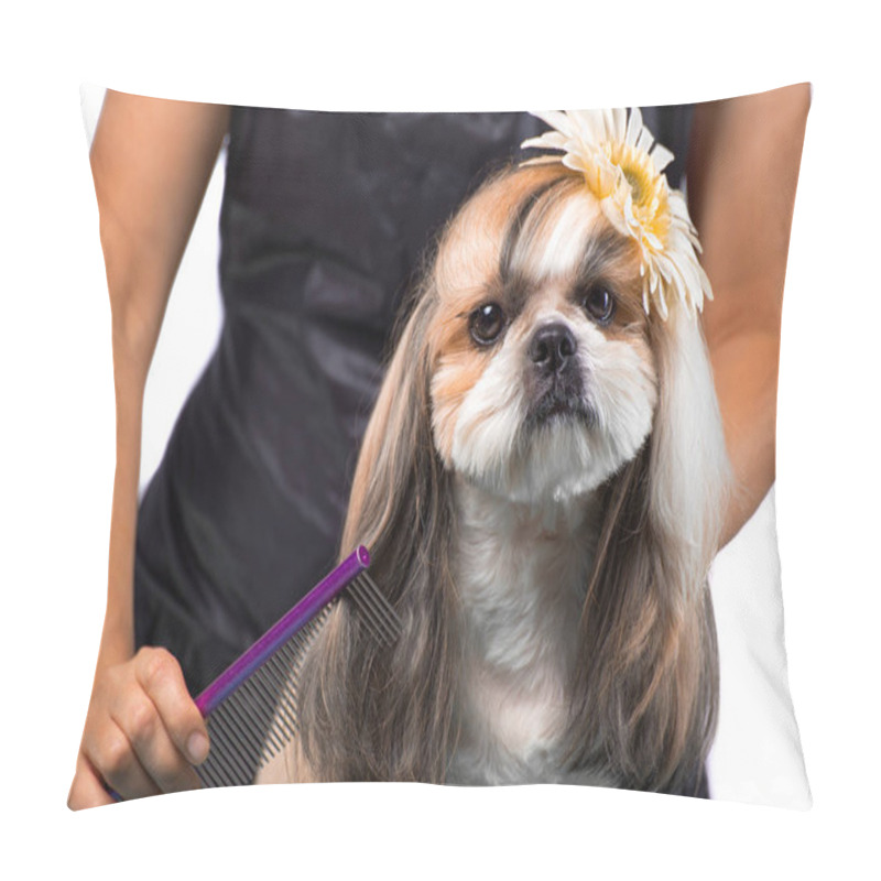 Personality  Beautiful Shih-tzu Dog At The Groomer's Hands With Comb. Pillow Covers