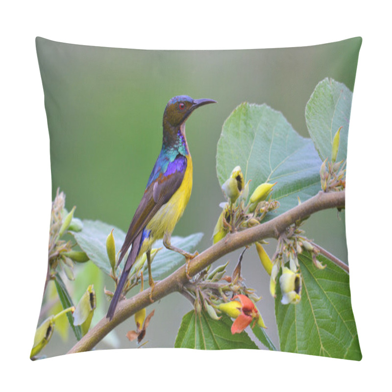 Personality  Beautiful Brown-throated Sunbird  Pillow Covers