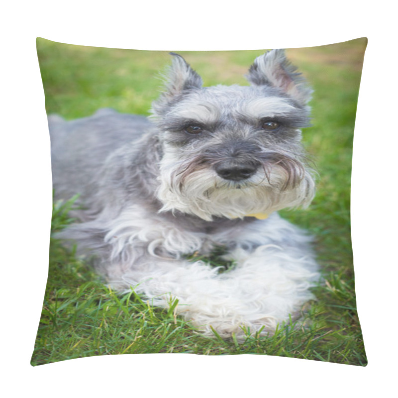 Personality  Miniature Schnauzer Dog Pillow Covers