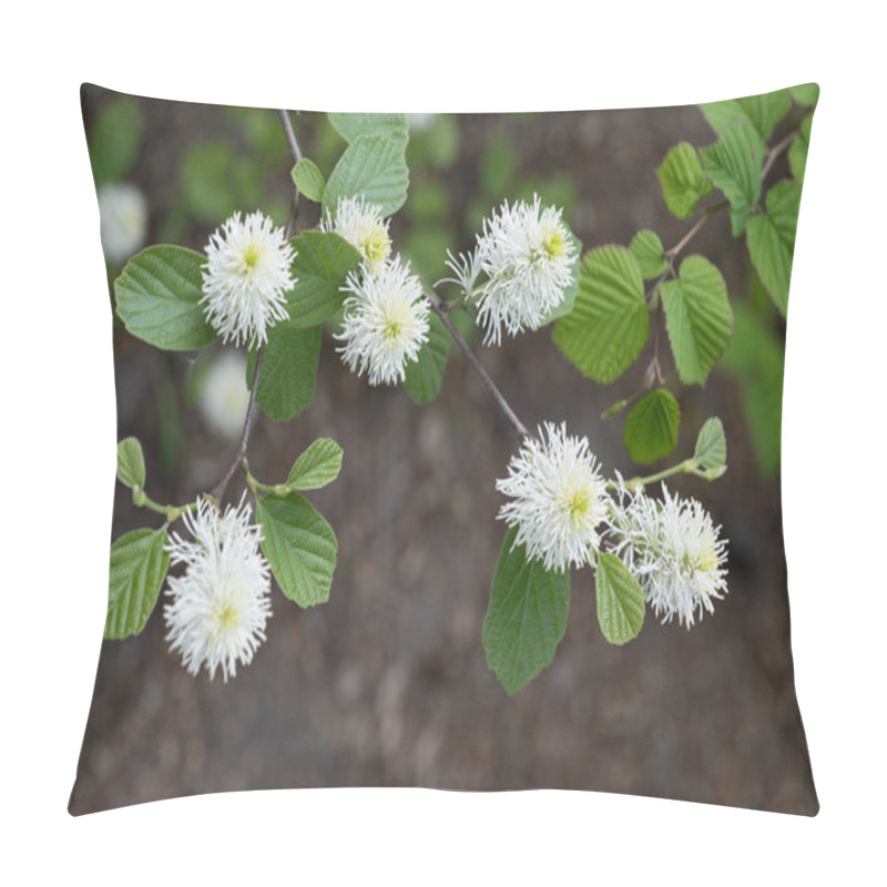 Personality  Fothergilla Major Mountain Witch Alder Flowers Pillow Covers