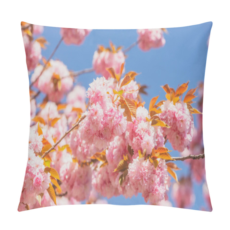 Personality  Spring Sakura Festival. Cherry Blossom Trees. Sakura Spring Flowers Background. Pillow Covers