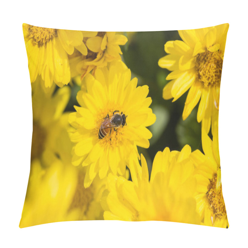 Personality  Close-up Of Bee Foraging Nectar On Flower Of Chrysanthemum Plants In Natural Field Outdoors Pillow Covers