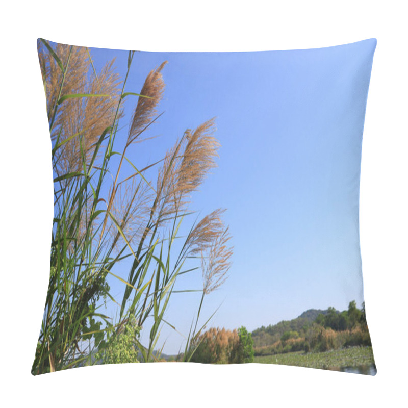 Personality  Reed On Sky Background With Copy Space, Next To The Hiking Trail In A Botanical Garden, A Tourist Attraction In Rayong Province, Thailand. Pillow Covers