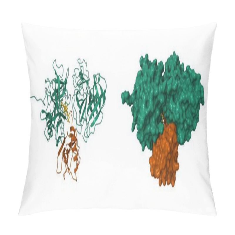 Personality  Structure Of The Ternary Microplasmin (green)-staphylokinase(brown) Complex. 3D Cartoon And Molecular Surface Models, PDB 1bui, White Background Pillow Covers