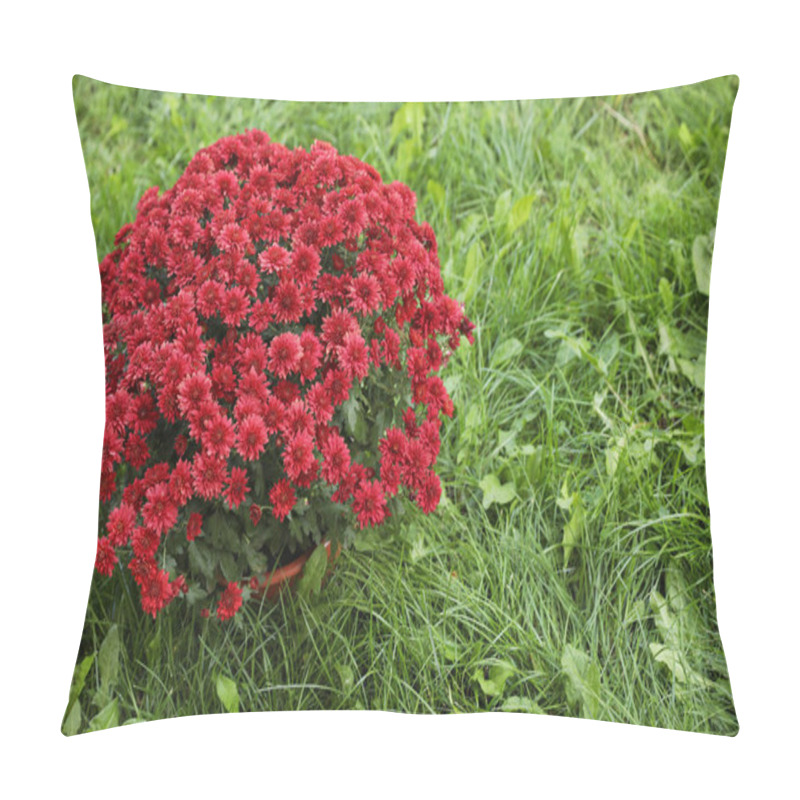 Personality  Beautiful Blooming Chrysanthemum Bush Outdoors. Autumn Flowers Pillow Covers