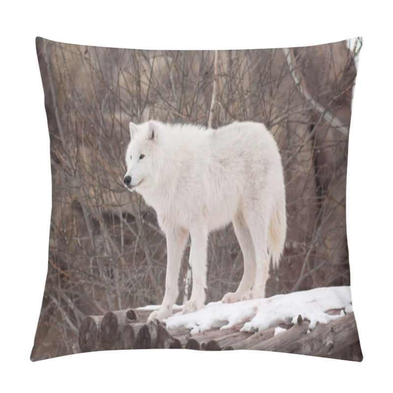 Personality  Wild Arctic Wolf Is Standing On Wooden Logs. Animals In Wildlife. Polar Wolf Or White Wolf. Canis Lupus Arctos. Pillow Covers