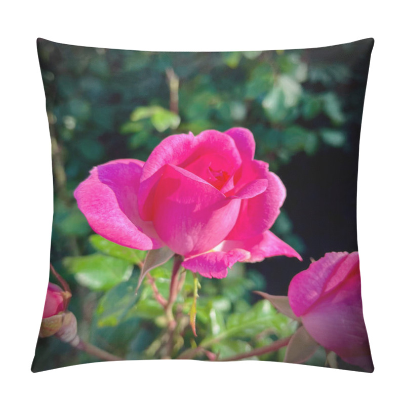 Personality  Macro Shot Of A Rose With Petals In Soft Gradient Shades, Surrounded By Vibrant Green Leaves. A Detailed, Natural, And Captivating Floral Image Showcasing Nature's Beauty. Pillow Covers