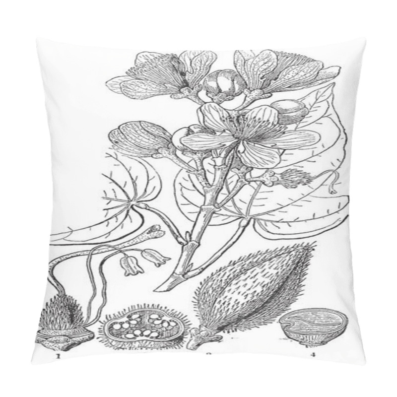 Personality  This Frame Has Shown The Process Until Flowering From Forming A Flower Bud To It, Vintage Line Drawing Or Engraving Illustration. Pillow Covers