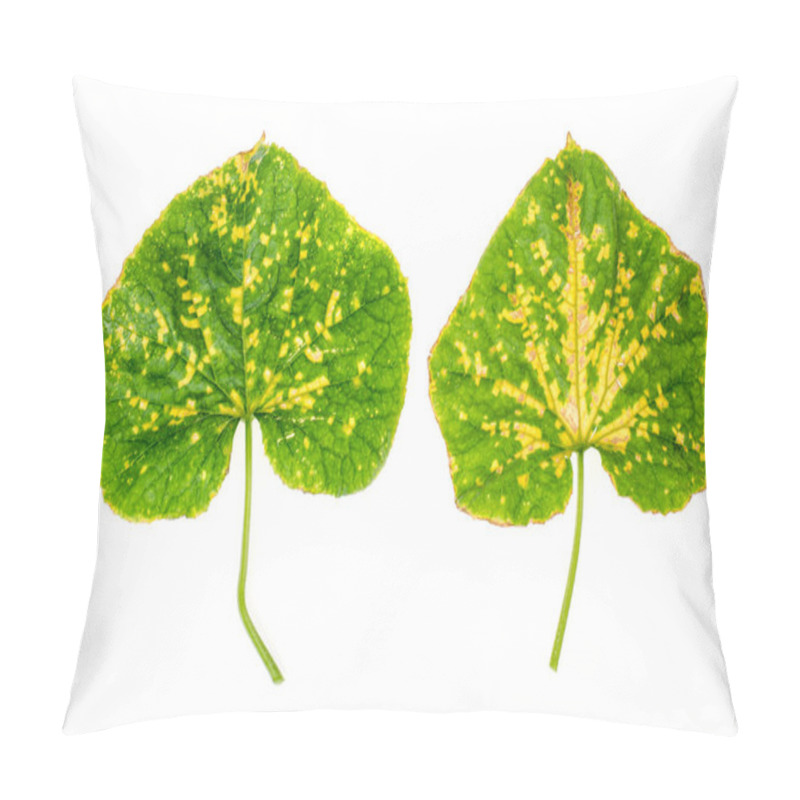 Personality  Green Cucumber Leaf Damaged By Diseases And Pests. Studio Photo Pillow Covers