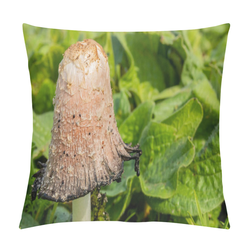 Personality  Shaggy Mane Wild Edible Mushroom Growing In A Country Meadow Pillow Covers