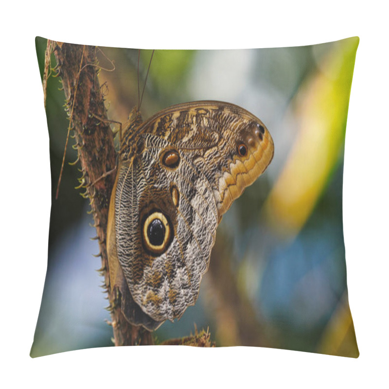 Personality  Owl Butterfly ,caligo Eurilochus.beautiful Brown Tropical Butterfly In A Botanic Garden Pillow Covers