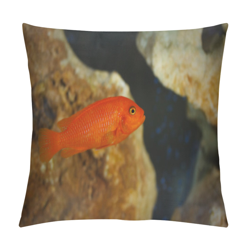 Personality  Fish In Aquarium Pillow Covers