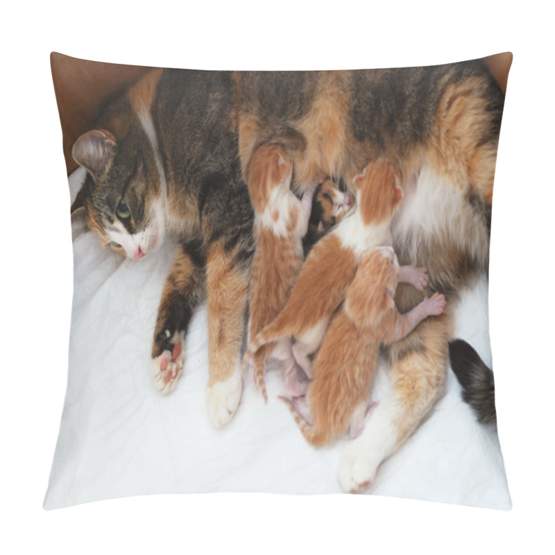 Personality  Cat Feeding Little Kittens  Pillow Covers