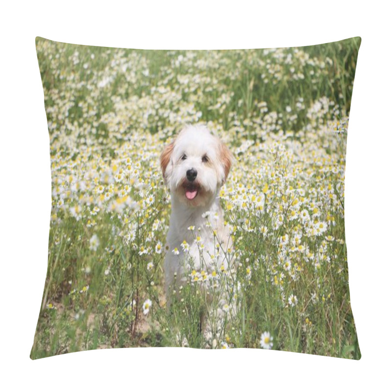 Personality  Small Havanese Is Sitting In A Field Of Spring Flowers Pillow Covers