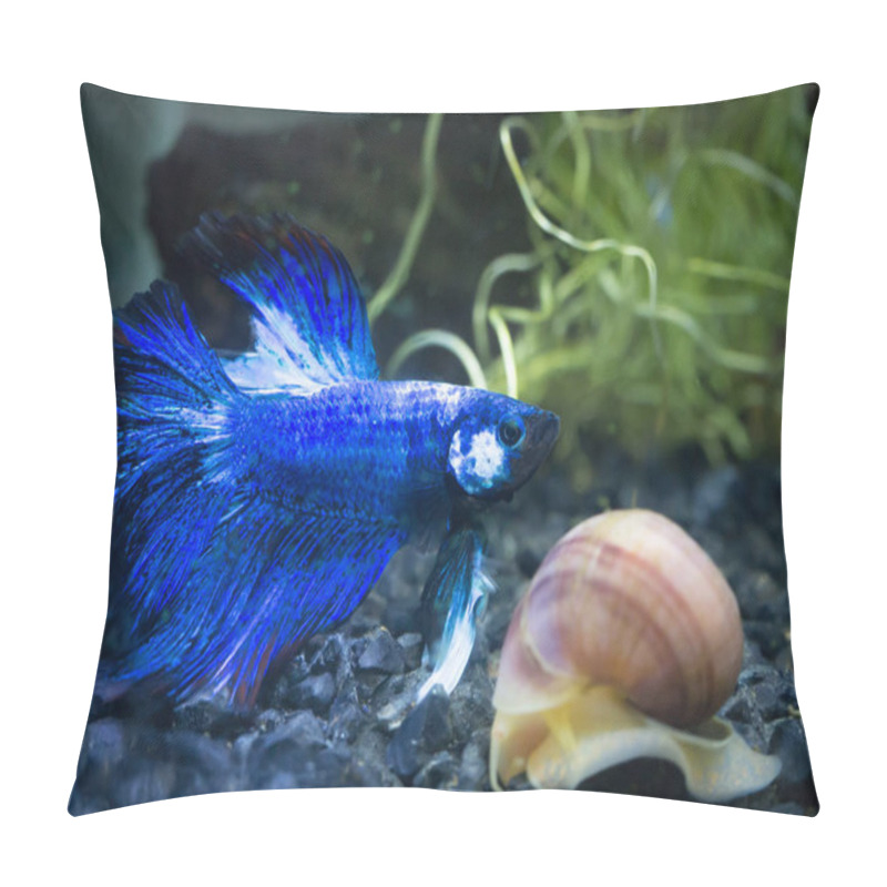 Personality  Close Up Of Blue Half Moon Siamese Fighting Fish In A Fish Tank Pillow Covers