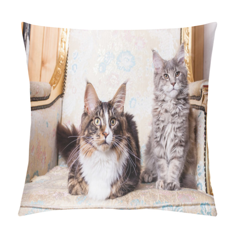 Personality  Young Maine Coon Cat Pillow Covers