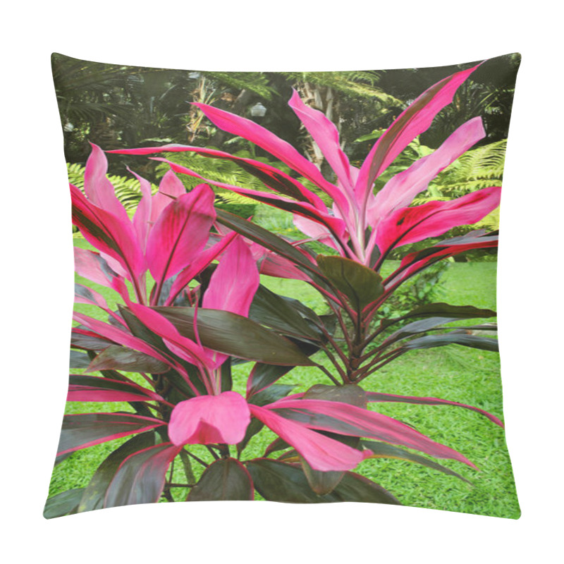 Personality  Hawaiian Ti Plant Latin Name Cordyline Terminalis Surrounded By Other Green Plants Pillow Covers