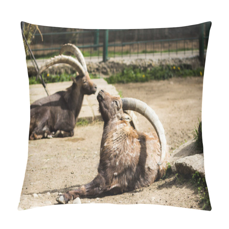 Personality  Beautiful Animals And Birds Raised In Captivity Pillow Covers