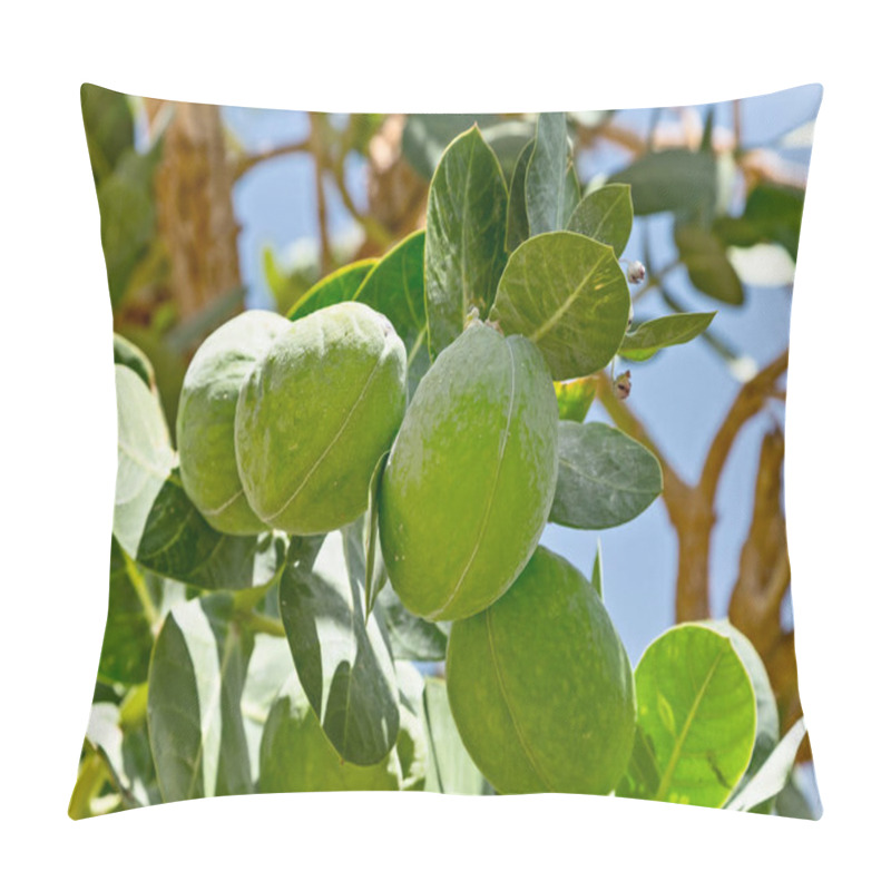 Personality  Fruits Of Calotropis Procera(Sodom Apple) Tree Also Known As Apple Of Sodom, King's Crown, Rubber Bush, Rubber Tree In Israel Near The Dead Sea. Pillow Covers