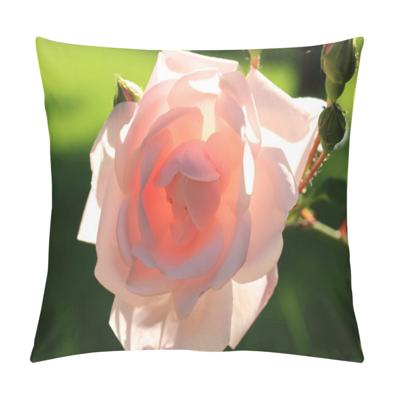 Personality  Closeup View Of Rose Flower And Buds In Back Light. Pillow Covers