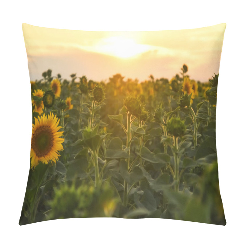 Personality  Sunflower Flowers In The Sunset Field. Pillow Covers