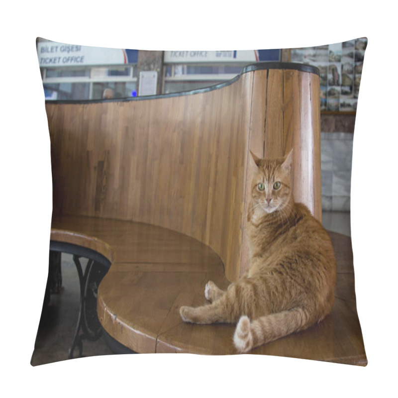 Personality  Stray Cat Resting In Istanbul Sirkeci Train Station's Waiting Room Pillow Covers