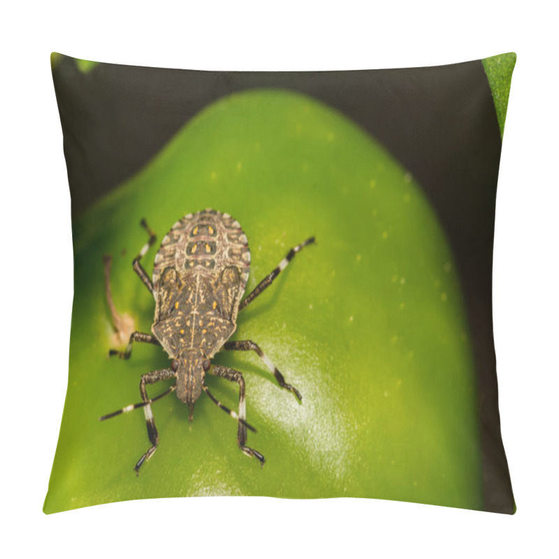 Personality  A Brown Marmorated Stink Bug Feeding On A Pepper In The Garden.  Pillow Covers