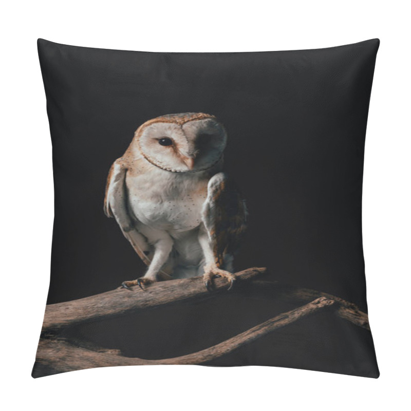 Personality  Cute Wild Barn Owl On Wooden Branch Isolated On Black Pillow Covers