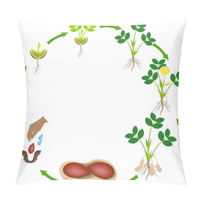 Personality  Life Cycle Of A Peanut Plant On A White Background. Pillow Covers