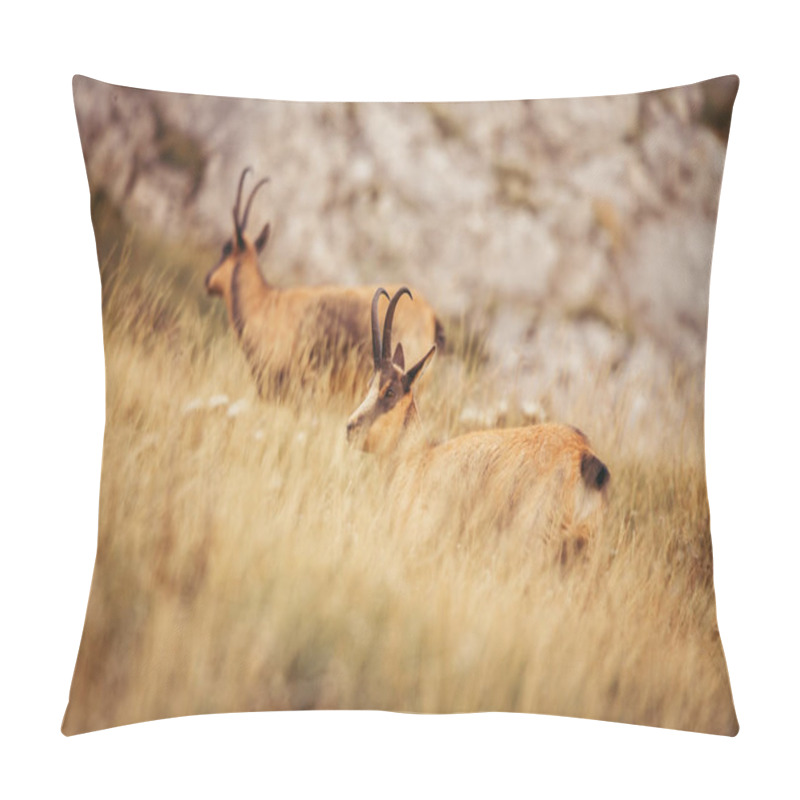 Personality  Wild Chamois In Abruzzo, Apennines, Italy Pillow Covers