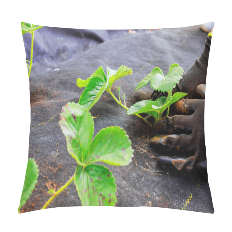 Personality  Female Hand Plants Strawberry Seedlings In Prepared Bed Of Soil Pillow Covers