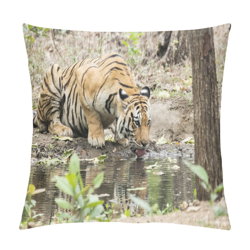 Personality  A Dominant Tigress Named Baras Drinking Water From A Small Waterhole Inside Pench Tiger Reserve During A Wildlife Safari On A Hot Summer Day Pillow Covers