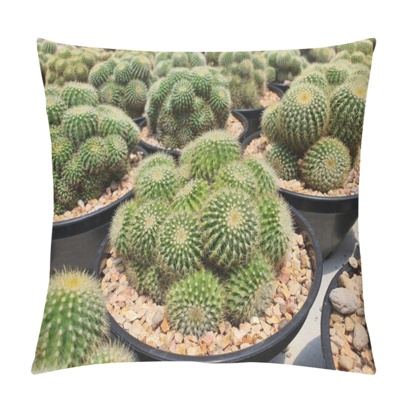 Personality  Parodia Schumanniana Cactus Succulent Plant Rare Species Spherical Or Tall Green Stems With Golden Bristles Spikes. Pillow Covers