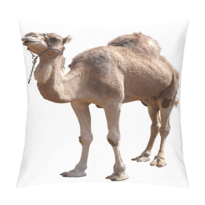 Personality  Camel Pillow Covers