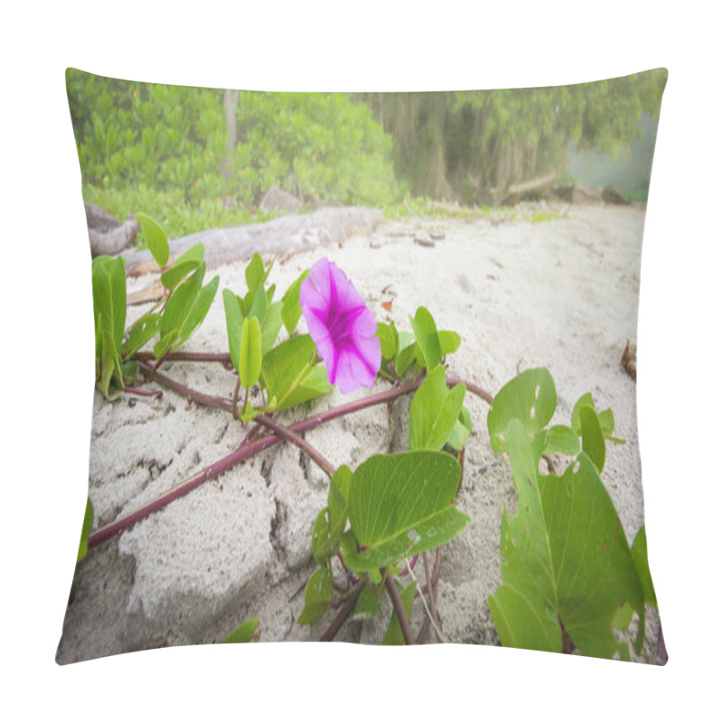 Personality  Beach Morning Glory. Ipomoea Blooming On Sand For Background, Ip Pillow Covers