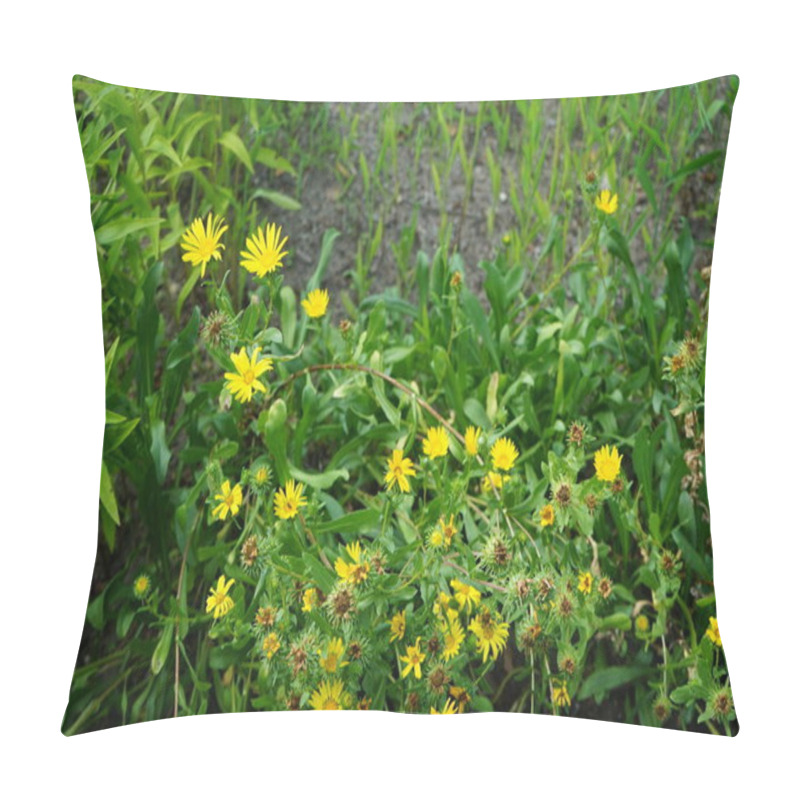 Personality  Grindelia Robusta Blooms With Yellow Flowers In July. Grindelia Robusta Is A Species Of Plant From The Genus Grindelia In The Asteraceae Family. Potsdam, Germany  Pillow Covers