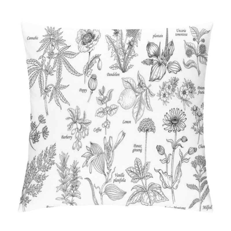 Personality  Vector Set Of Medicinal Plants. Pillow Covers