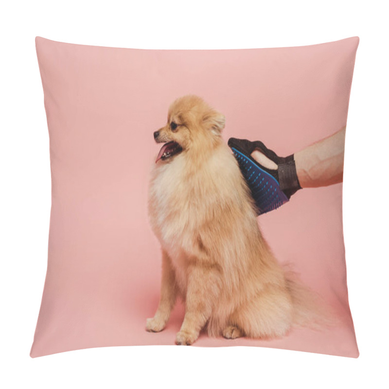 Personality  Cropped View Of Man Combing Pomeranian Spitz Dog With Grooming Rubber Glove On Pink Pillow Covers